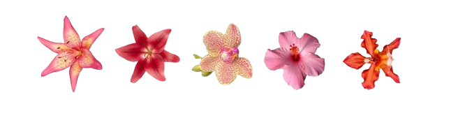 Daniella's Work or Floral Design